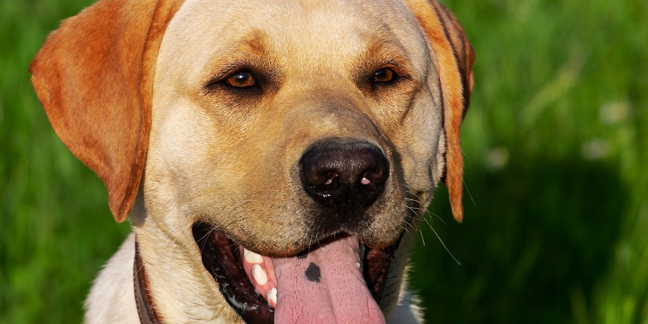 Met de hond op vakantie in Nederland: leuke regio’s en mooie wandelgebieden